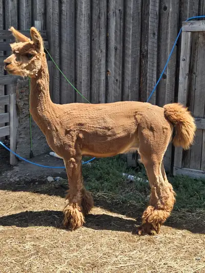 male alpaca-proven, View more