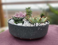 Succulent and Cactus Bowls