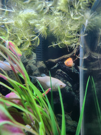  Pending Free platinum gourami