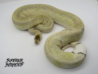 High End Pythons & Boa - Superior Serpents