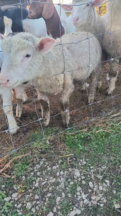 Sheep for Sale, View more