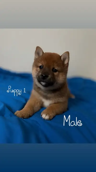 Purebred Shiba Inu puppies looking for a new home ❤️, View more