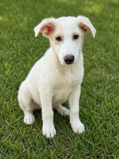 jolie chiots femelle labrador mélange, View more
