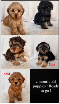 Toy poodle puppies