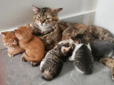 Chaton a vendre, View more