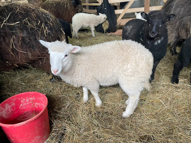 Spring lambs in Livestock in Bridgewater - Image 2