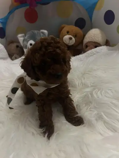 So beautiful dark red  toy poodle girl, View more