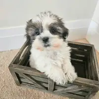 cutest mini shih tzu boys