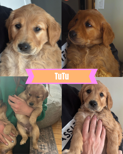Gorgeous Golden Retriever Puppy, View more