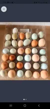 Fertile Chicken eggs for hatching