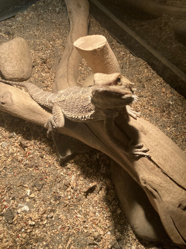 Juvenile Bearded Dragons in Reptiles & Amphibians for Rehoming in Burnaby/New Westminster - Image 2
