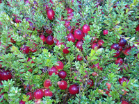 looking for cranberry seedlings / plants