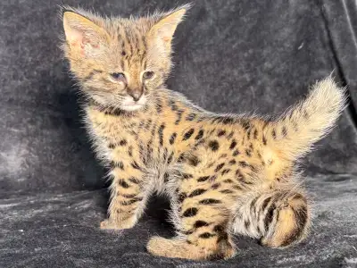 Savannah Family Cattery Savannah F1 Kittens for adoption – 3 Females and 5 males Price: 15000$ Affec...