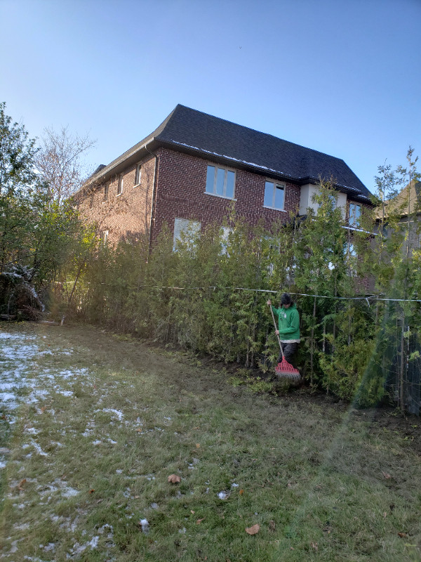 Cedar Hedging in Outdoor Décor in Mississauga / Peel Region - Image 3