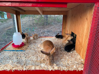 Flemish Giant mixed rabbits