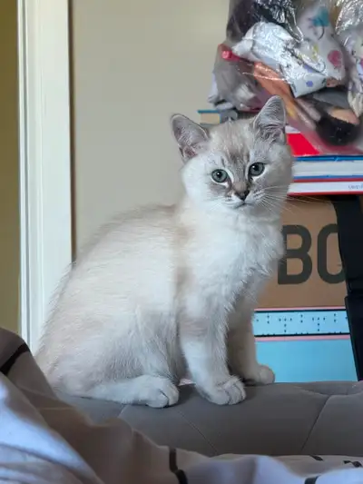 Meet Our Sweet Kitten! Born on March 30th, 2025, this little guy is full of personality! He’s playfu...