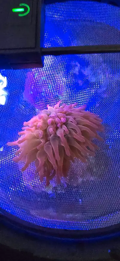 Healthy anemone, split 3 months ago and ready to rehome.