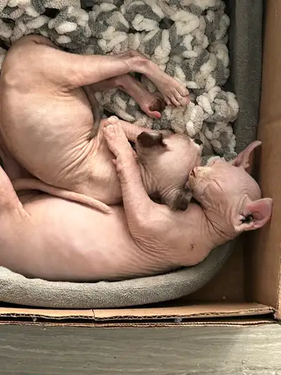2 magnifiques chatons SPHYNX et ELFE à vendre, View more