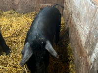 Large black boars