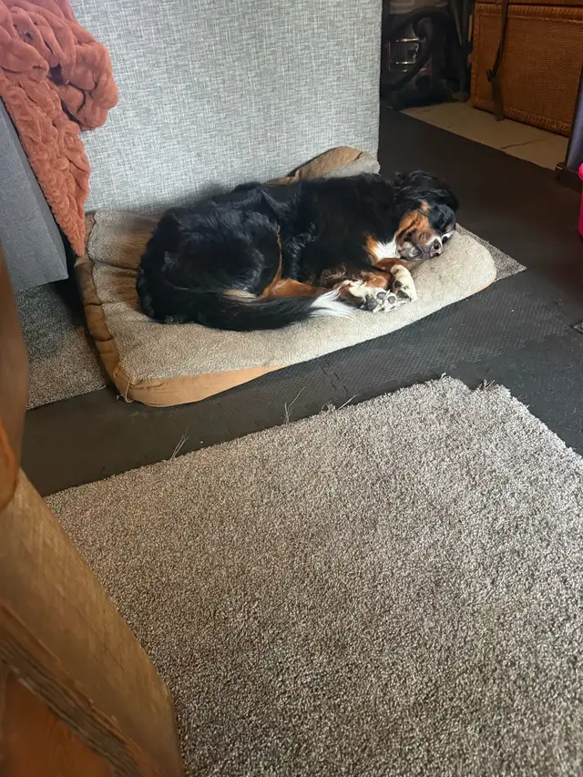 House Sitter/Rental in Alberta in Canada - Image 9