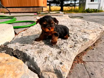 Yorkie puppy yorkie puppies, View more