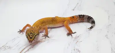 Nous avons un beau gecko léopard de phase hypo tangerine en adoption. C'est une femelle qui provient...