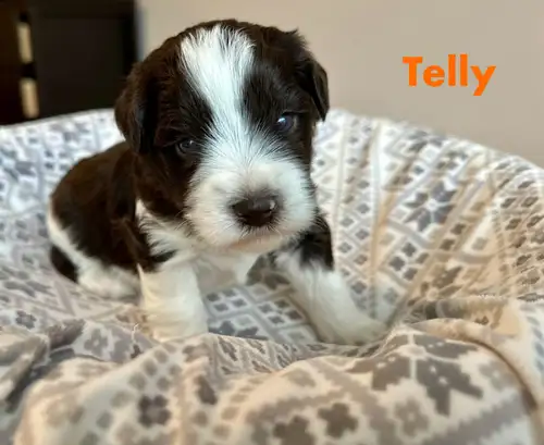 Ready for New Homes July 10 Mini Schnauzers are hypoallergenic and non-shedding, and they’re known f...