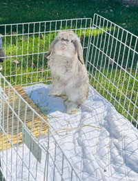 Holland lop male baby bunny with accessories