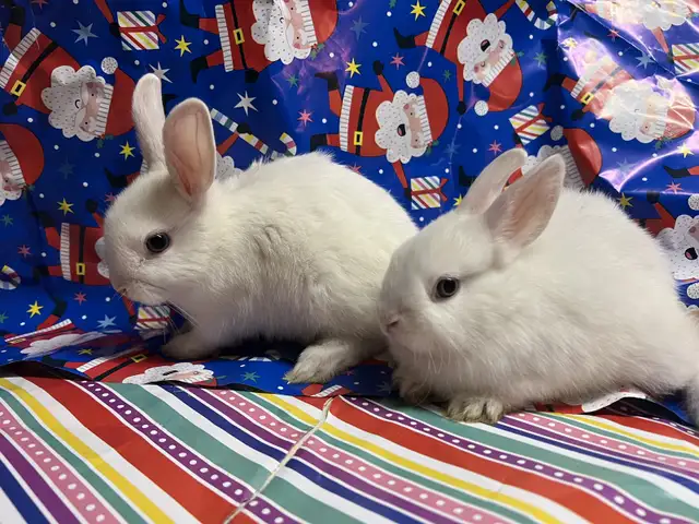 Baby Netherland dwarf bunnies for sale in Small Animals for Rehoming in City of Toronto - Image 4