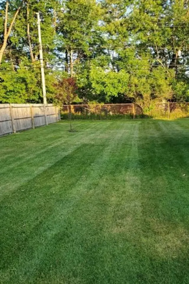 lawn and home exterior maintenance and care. in Lawn, Tree Maintenance & Eavestrough in City of Toronto - Image 4