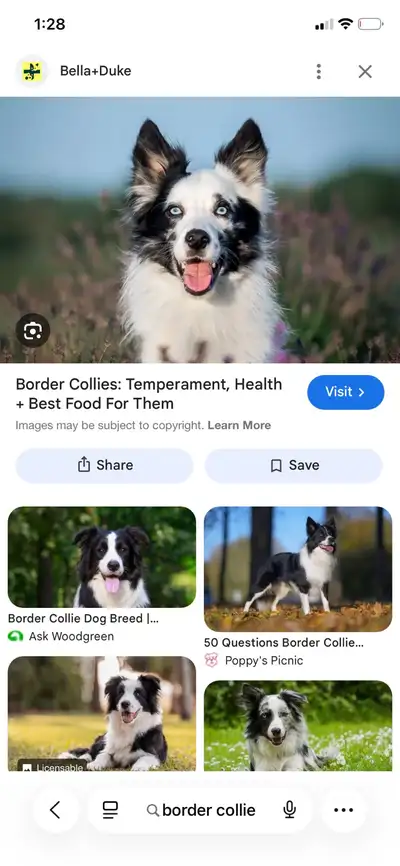 looking for a high energy dog, View more