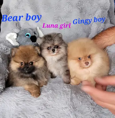 ❤️ TEDDY BEAR Merle and Blue Eyes Pure Breed Pomeranian pups ❤️, View more