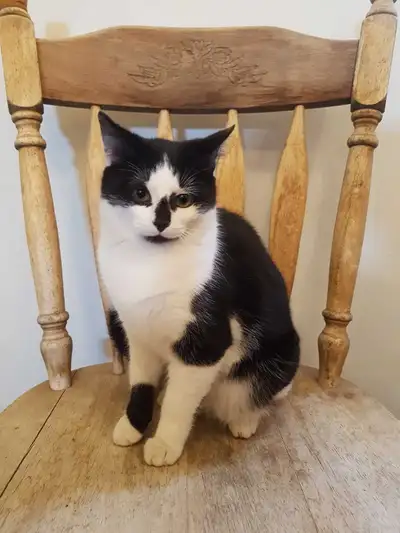 Female kitty "Bercina", View more