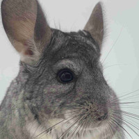 Young Male Chinchilla