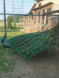 Peacock for sale 
