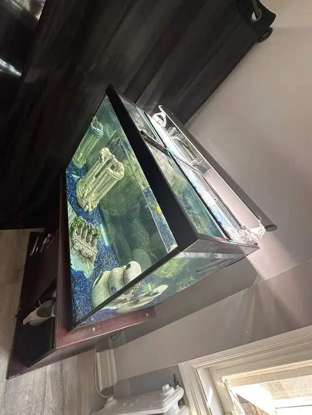 fish tank  in Fish for Rehoming in City of Toronto - Image 4