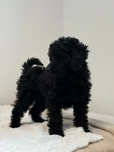 Miniature  poodle puppies, View more