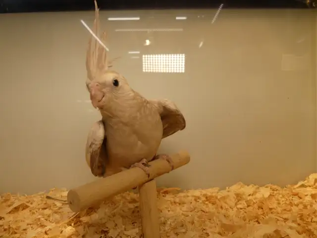 DNA tested Hand fed Hand raised Cockatiel Babies in Birds for Rehoming in Victoria - Image 4