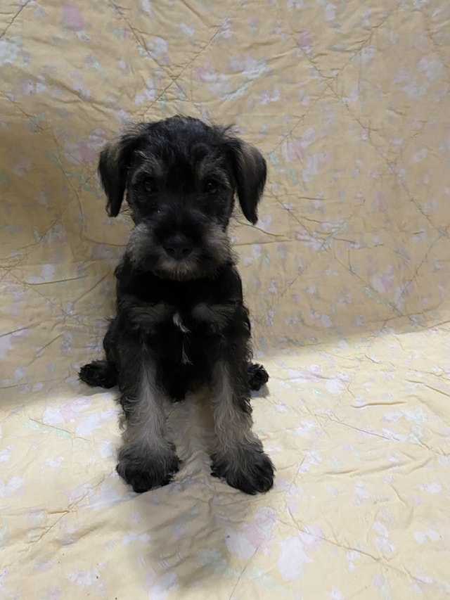 Miniature schnauzer puppies Dogs & Puppies for Rehoming London Kijiji