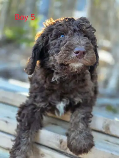 Mini Aussiedoodles, View more