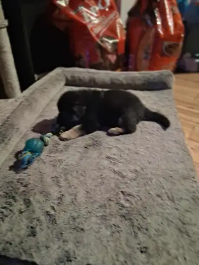 german shepard pups fem 5 weeks old now,ready to go in 3 weeks,dad is purebred,mom is shepard X husk...