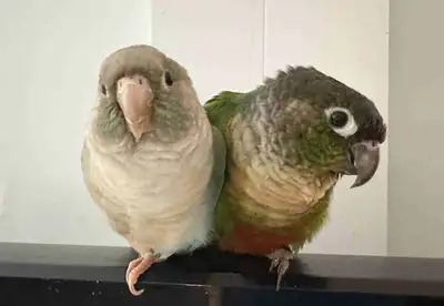 2 Conures a vendre, View more