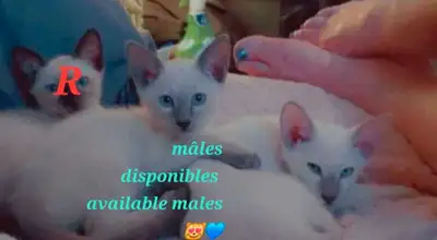 ❤️Mignons Chatons Siamois Vaccinés❤️Siamese Kittens Vaccinated, View more
