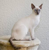 Looking for a female siamese cat