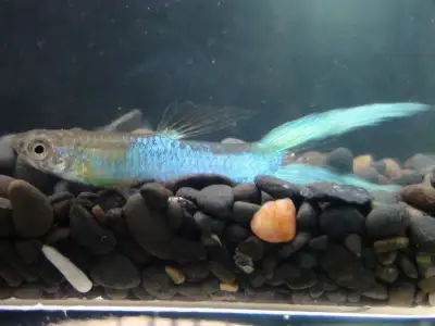 The Japan Endler (Japonica) Endler's livebearer guppy, View more