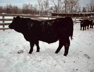 Simmental Bulls, View more