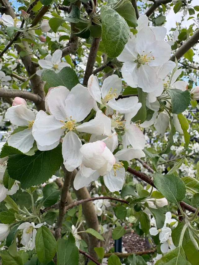 Spring CLEAN UP and lawn care in Lawn, Tree Maintenance & Eavestrough in Calgary - Image 11