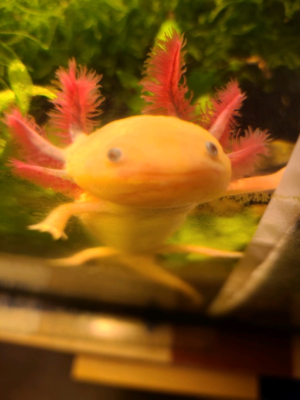 Juvenile Axolotl / Axolotls Reptiles & Amphibians for Rehoming