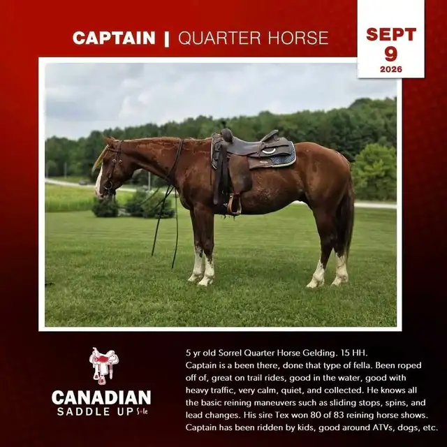 Broke Horses For Sale in Horses & Ponies for Rehoming in Owen Sound - Image 7