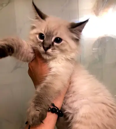 Siamese/Siberian Kittens!, View more